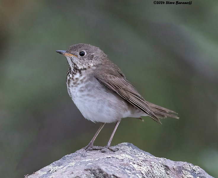 _B248192 swainson's thrush.jpg